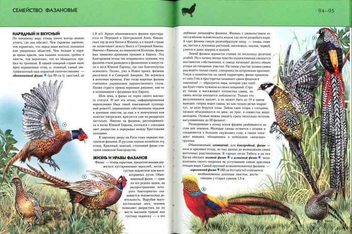 Фазан самка и самец