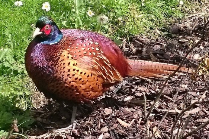 Золотой фазан Chrysolophus pictus