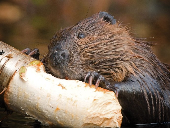 Канадский Бобр (Castor canadensis)