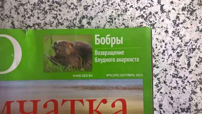Бобр Речной обыкновенный