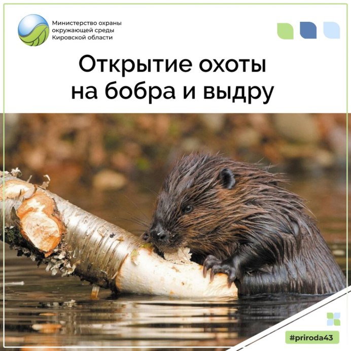Бобры в мультяшном стиле