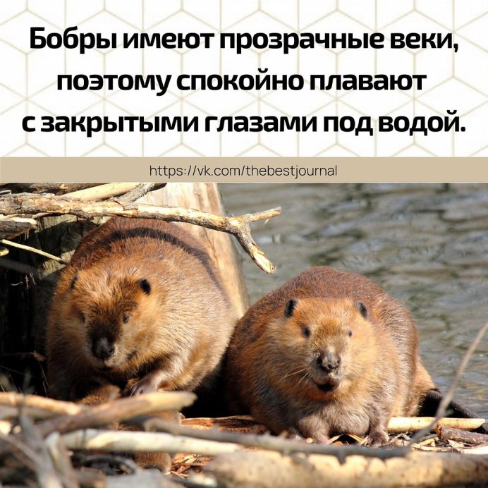 Бобер с бензопилой