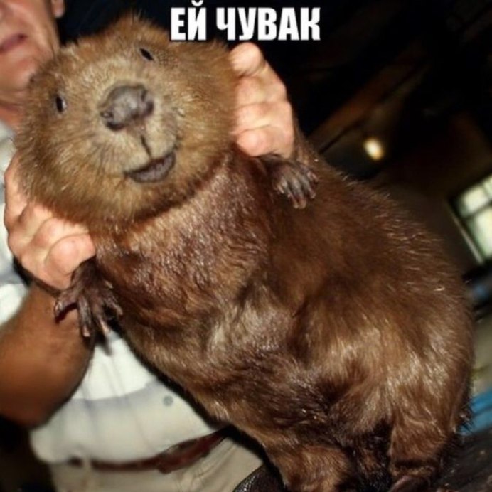 Прикольный бобер