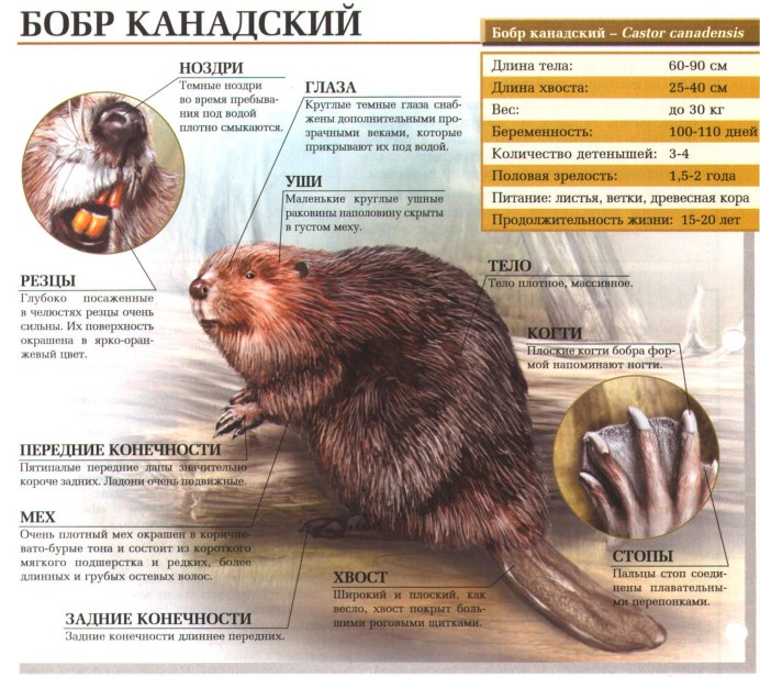 Грустный бобер