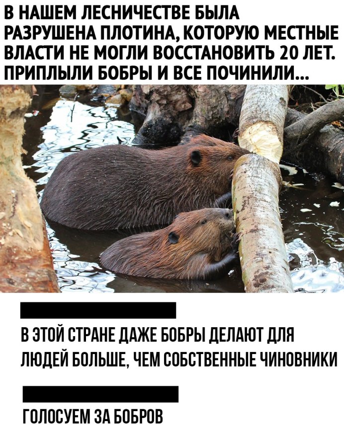 Бобры питаются