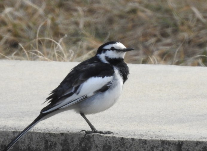 Белая трясогузка Камчатка