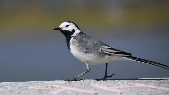Сахалинская трясогузка
