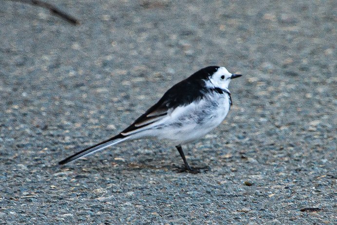 Трясогузка на Дальнем востоке