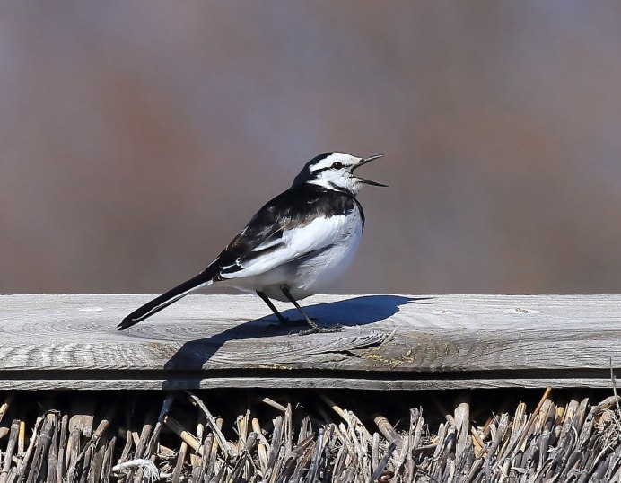 Приморский край Владивосток трясогузка