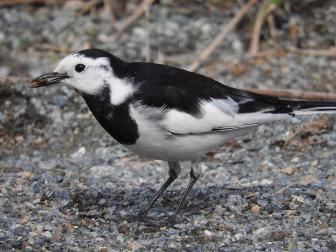 Трясогузка коричневая