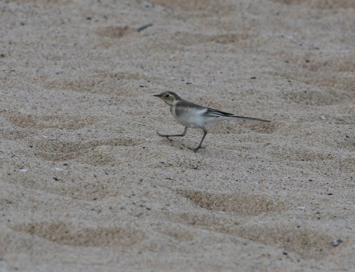Фотографии трясогузки гуски
