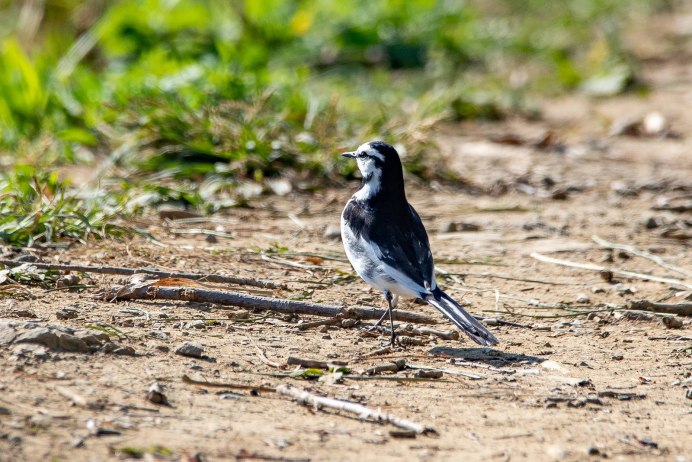 Трясогузка обыкновенная