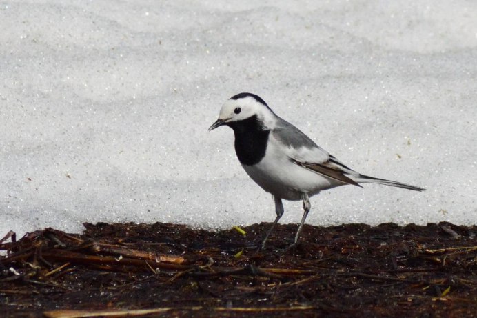 Трясогузка фото