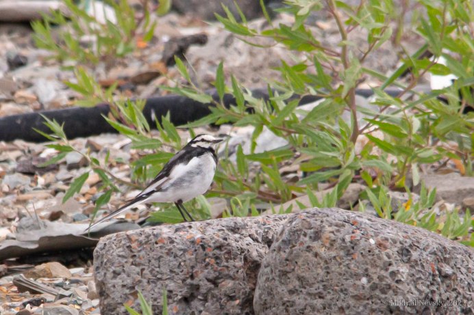 Подвиды белой трясогузки