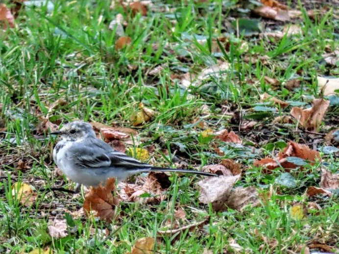 Птица похожая на трясогузку с белой головкой