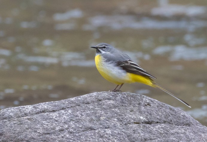 Белая трясогузка Камчатка