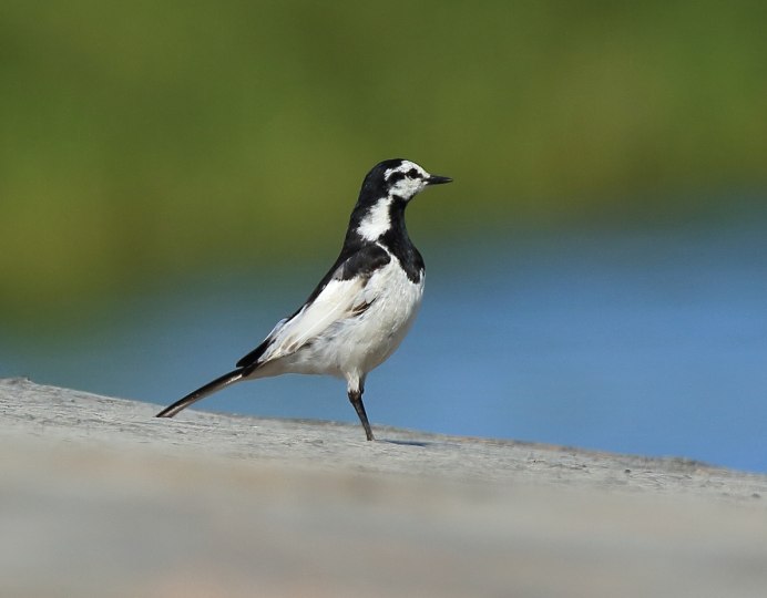 Трясогузка фото гнезда на обрыве