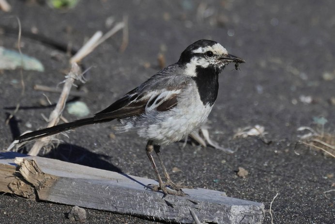Камчатская трясогузка (Motacilla lugens)