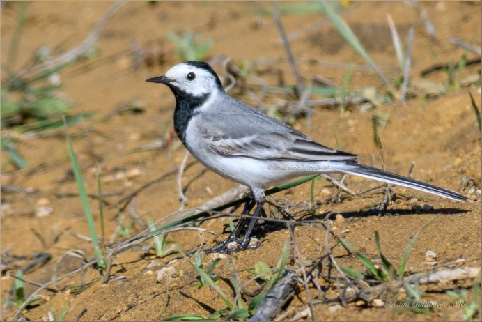 Белая трясогузка Тикси