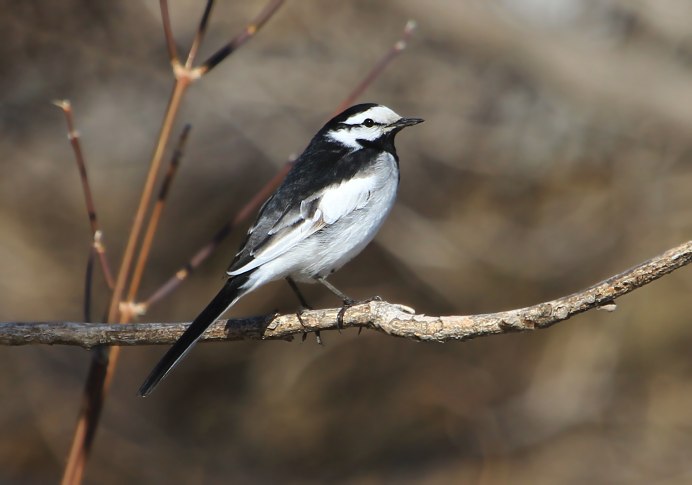 Черно белая птица Дальний Восток
