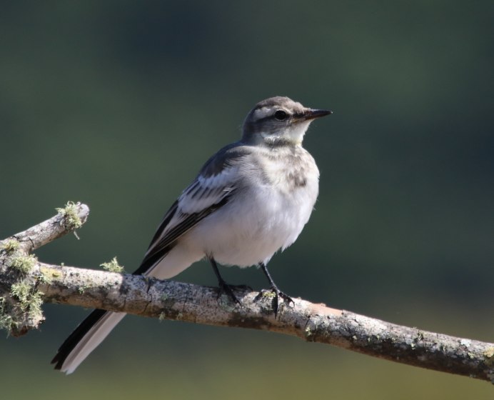 Капская трясогузка
