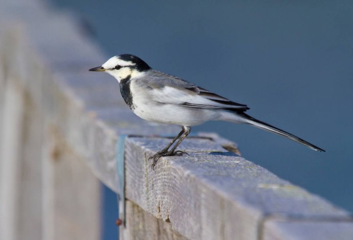 Серая птица на Камчатке