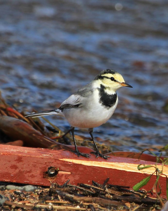 Миграция птицы Сахалинской области
