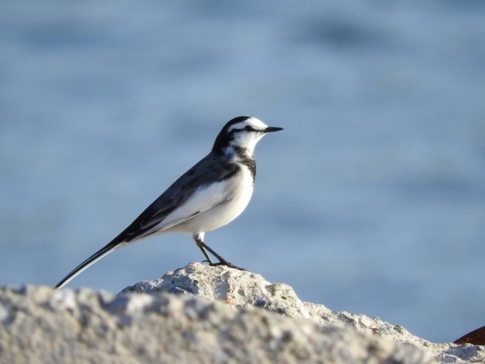 Белая трясогузка Камчатка