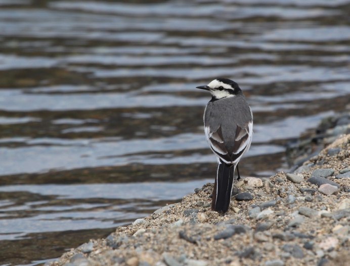 Весенние птицы апреля 2022