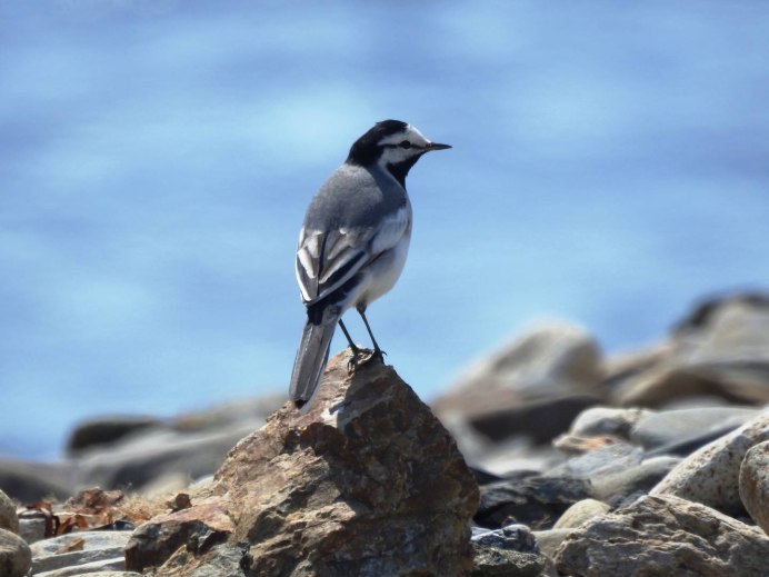 Пегая трясогузка