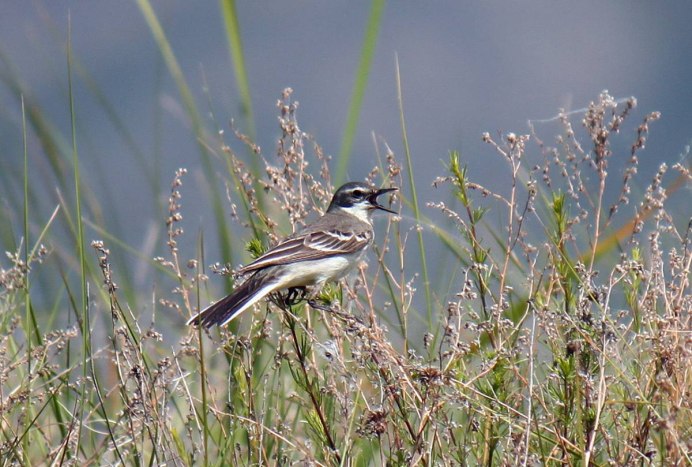 Птицы Елизовского района