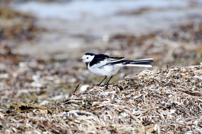 Камчатская трясогузка Википедия