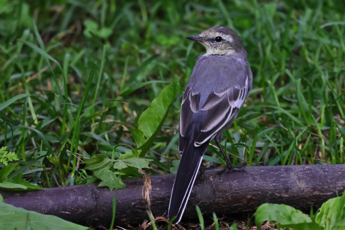 Капская трясогузка