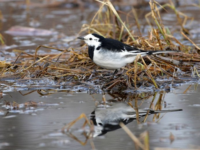 МУТАНТ трясогузка