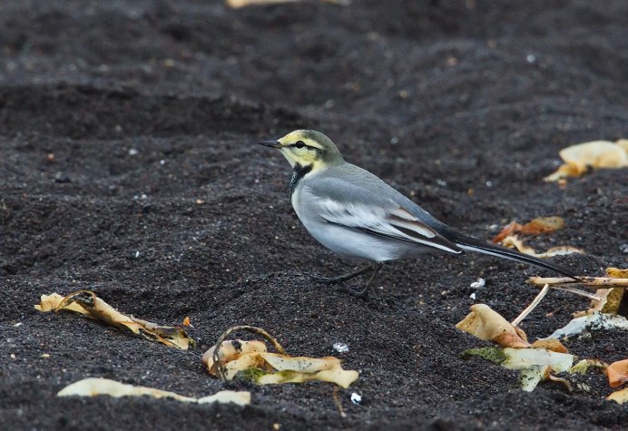 Птицы Камчатки трясогузки