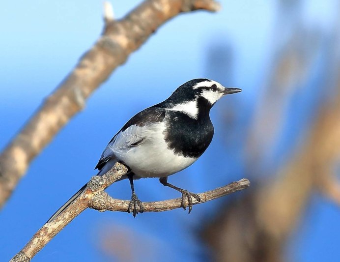 Птицы Камчатки трясогузки