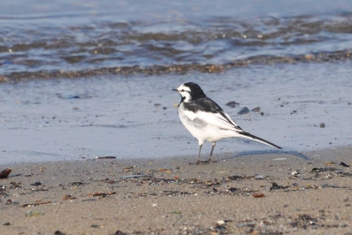 Трясогузка Приморский край