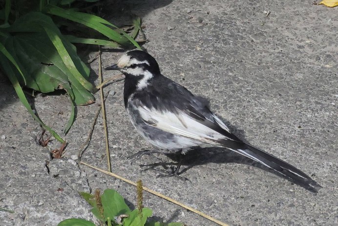 Капская трясогузка