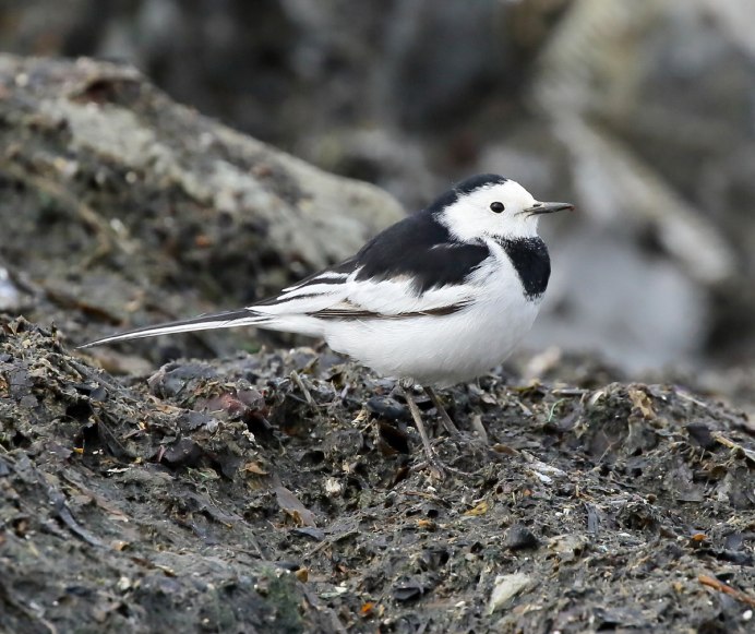 Певчие птицы Сахалина