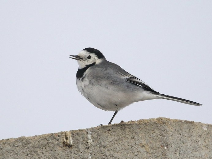 Птицы Камчатки