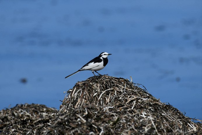 Потряхивает