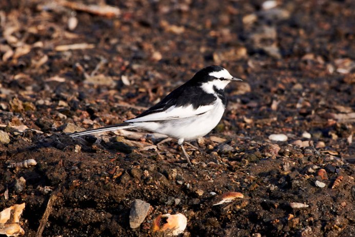 Трясогузка в апреле
