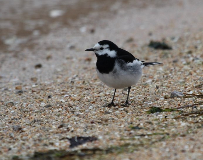 Капская трясогузка