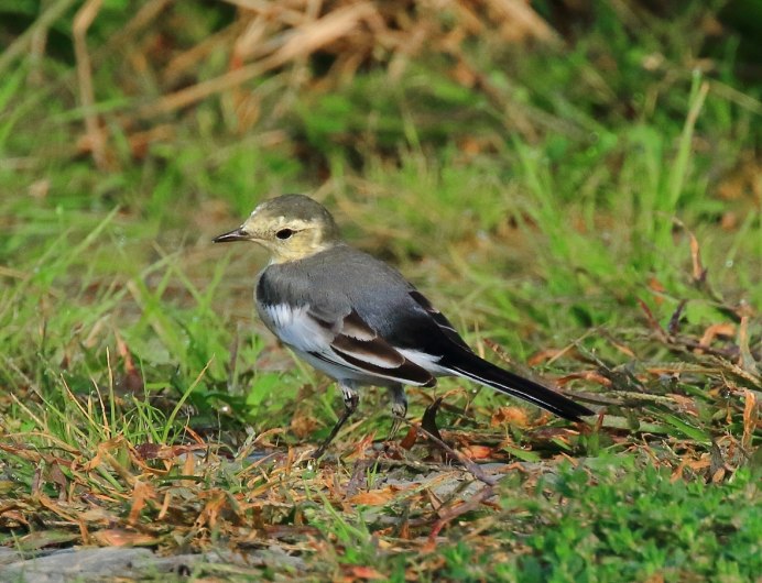 Длиннохвостая трясогузка