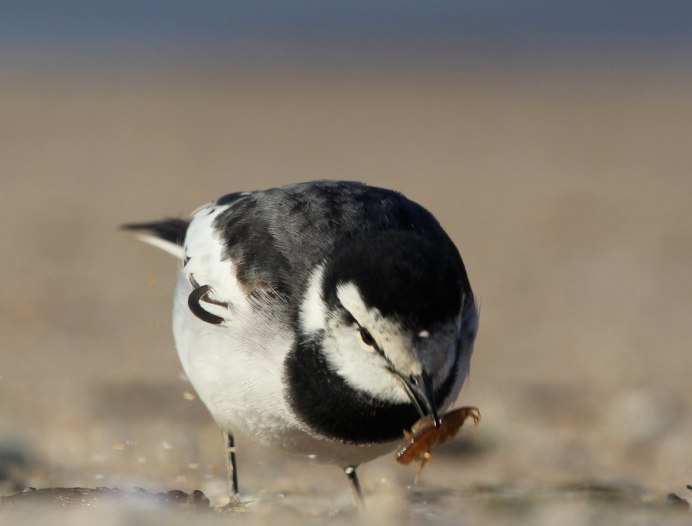 Белая трясогузка ареал обитания