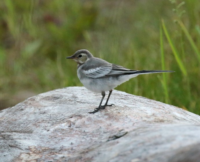 Трясогузка в Астрахани