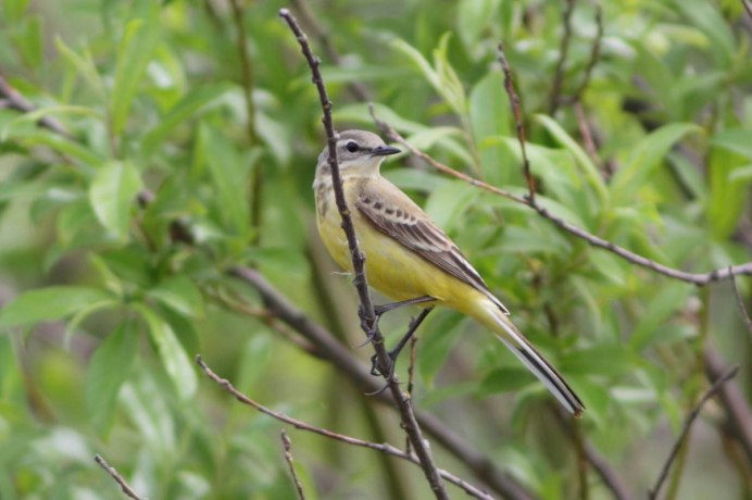 Пегая трясогузка