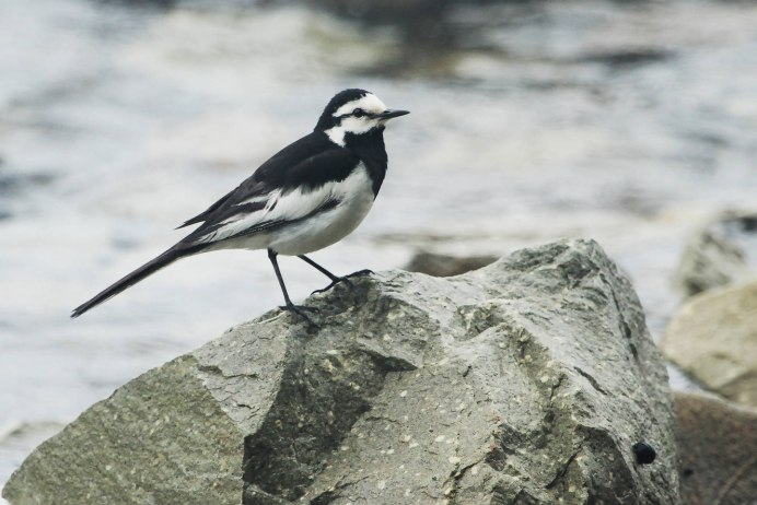 Краснохвостая трясогузка