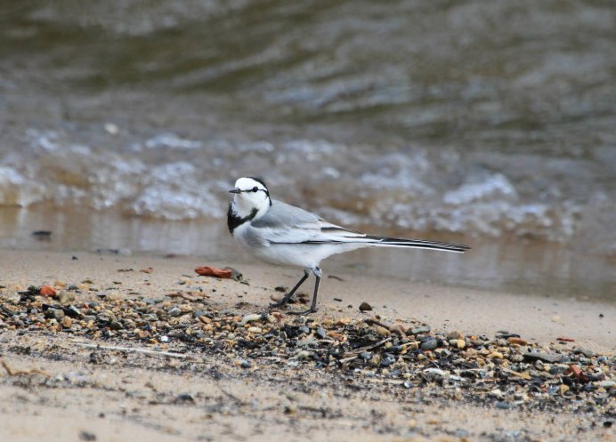 Мелкие птицы Камчатки
