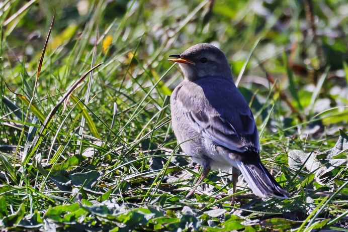 Белые птицы Приморья